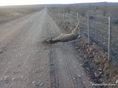 Un ciervo arriesgó su vida al saltar un alambrado