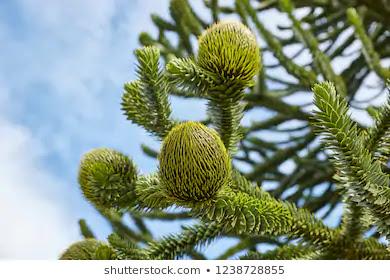 Proponen preservar y proteger el arbolado público de la ciudad