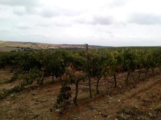 Río Negro, un vino en auge