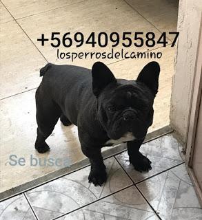 Buscamos a Lupito