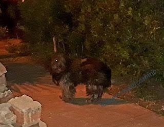 Pequeño maltés encontrado.