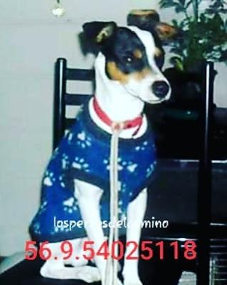 Balto, la historia de una mujer y su perro