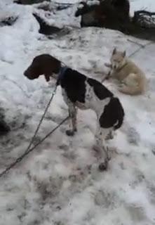 Maltrato animal en trineos tirados con perros