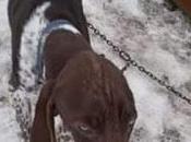 Maltrato animal trineos tirados perros