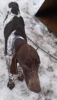 Maltrato animal en trineos tirados con perros