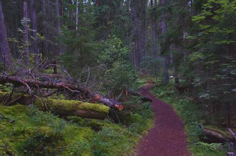 CRÓNICAS BÁLTICAS: PARQUE NACIONAL LAHEMAA (II)