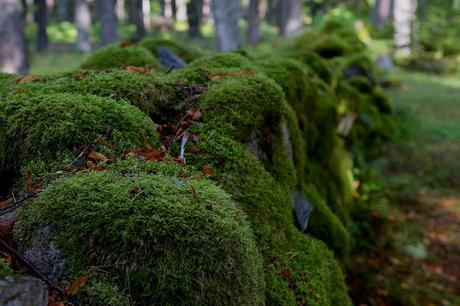 CRÓNICAS BÁLTICAS: PARQUE NACIONAL LAHEMAA (II)