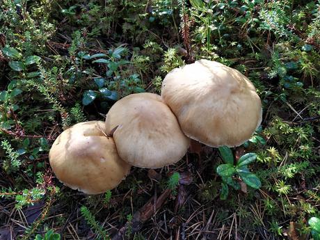CRÓNICAS BÁLTICAS: PARQUE NACIONAL LAHEMAA (II)