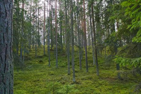 CRÓNICAS BÁLTICAS: PARQUE NACIONAL LAHEMAA (II)