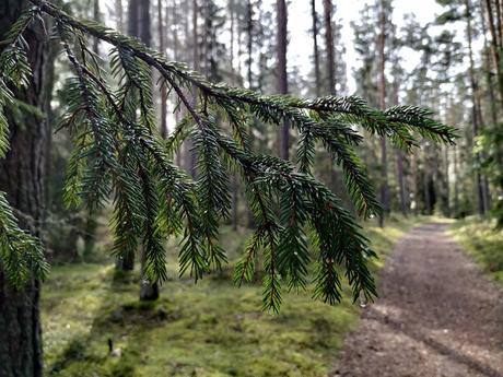 CRÓNICAS BÁLTICAS: PARQUE NACIONAL LAHEMAA (II)