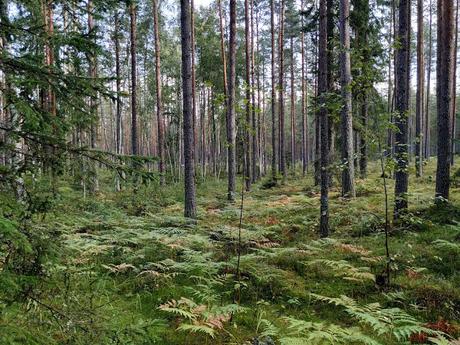 CRÓNICAS BÁLTICAS: PARQUE NACIONAL LAHEMAA (II)