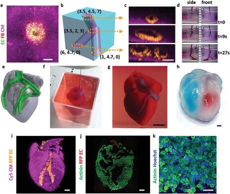 #Nanovedades: crean un corazón impreso en 3D