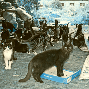 ►Sindrome de Noé: qué es y cómo tratarlo