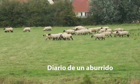 La costa de Picardía, Saint-Valery sur Somme, la región  y la bahía del río Somme