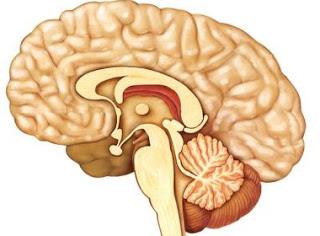 Expertos españoles identifican disfunción cerebral compartida entre la psicosis y la psicopatía
