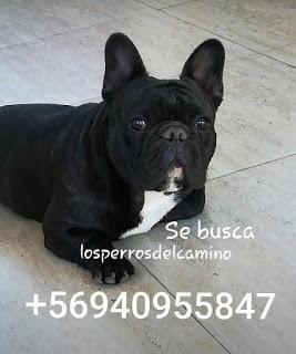 Buscamos a Lupito
