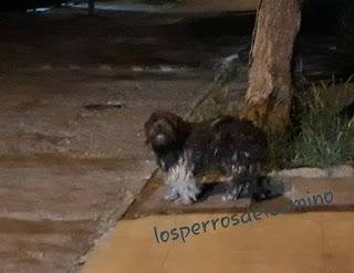 Pequeño maltés encontrado.