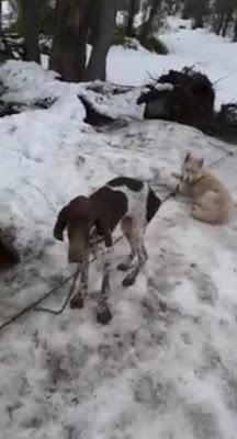 Maltrato animal en trineos tirados con perros