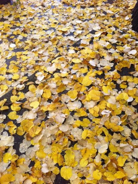 CUIDA HOLÍSTICAMENTE TU PIEL Y CABELLO CUIDA HOLÍSTICAMENTE TU PIEL Y CABELLO