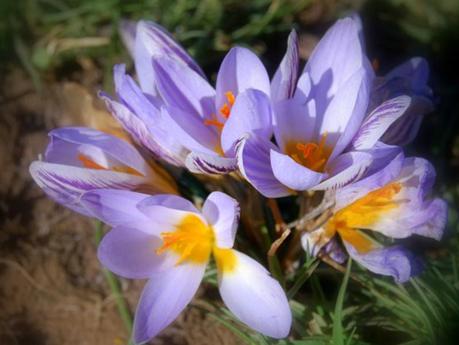 La flora del parque Apenino-Lucano, una naturaleza extraordinariamente rica. La flora del parque Apenino-Lucano, una naturaleza extraordinariamente rica.