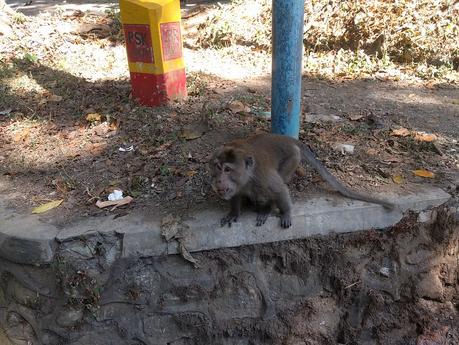 Monos en Lombok