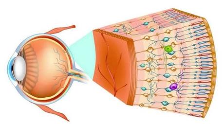 Estructura de la retina