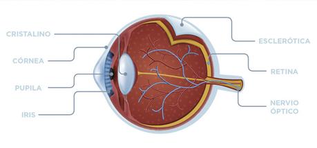 partes del ojo humano