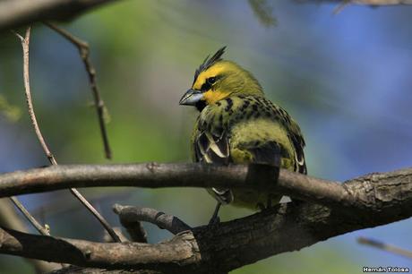 Cardenal amarillo (Gubernatrix cristata)