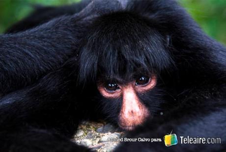 Monos en el Parque Nacional Tunari, cerca de Cochabamba, Bolivia