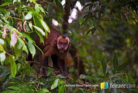 Monos en el Parque Tunari, Bolivia