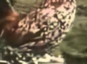 Automatics "Flying around world"