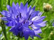 Aciano: Usos, Beneficios Contraindicaciones