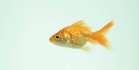 ¡Lo último!: La cadena Walmart dejará de vender peces vivos