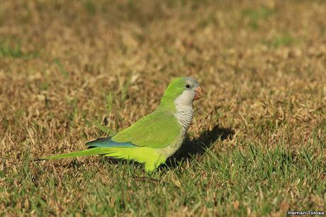 Cotorras forrajeando
