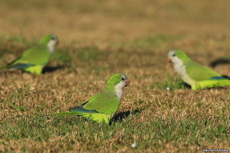 Cotorras forrajeando