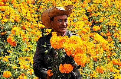 ESTIMAN DERRAMA DE 111 MILLONES DE PESOS POR VENTA DE FLORES MEXIQUENSES EN DÍA DE MUERTOS