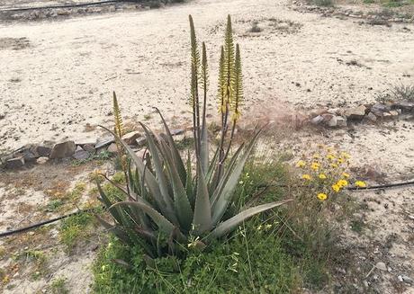 El clima mediterráneo seco de Murcia influye en la flora endémica