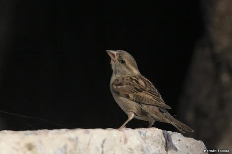 Gran Día Mundial (19 de octubre de 2019)