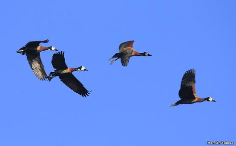 Gran Día Mundial (19 de octubre de 2019)