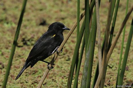 Gran Día Mundial (19 de octubre de 2019)
