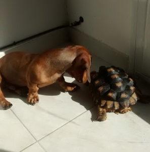 Salchi Pensamientos 77