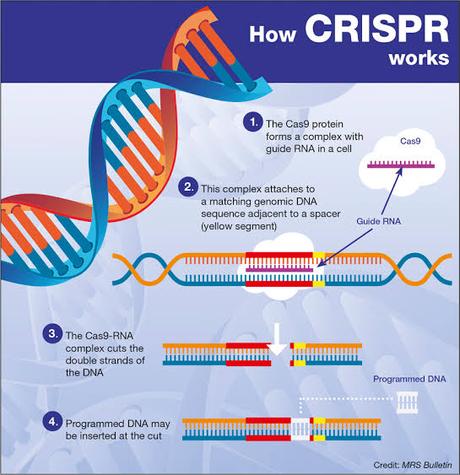 Resultado de imagen para crispr