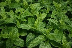 Cocina romana. Cocina romana.