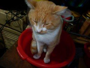 Salchi Pensamientos 87