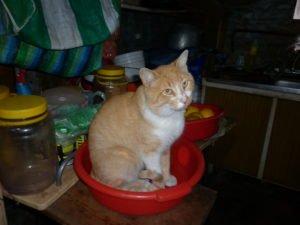 Salchi Pensamientos 86