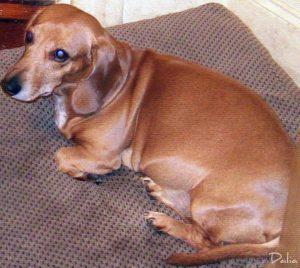 Salchi Pensamientos 86