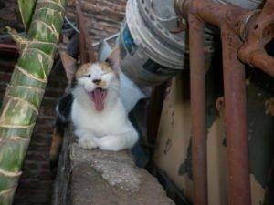 Salchi Pensamientos 85 Salchi Pensamientos 85