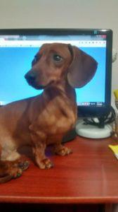 Salchi Pensamientos 84