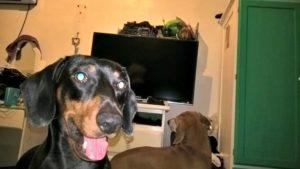 Salchi Pensamientos 83