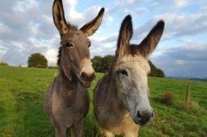 Salchi Pensamientos 83